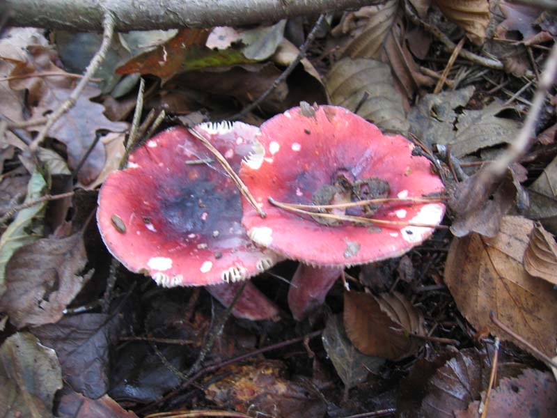 MicoQuiz Funghi Dicembrini (Parte terza)