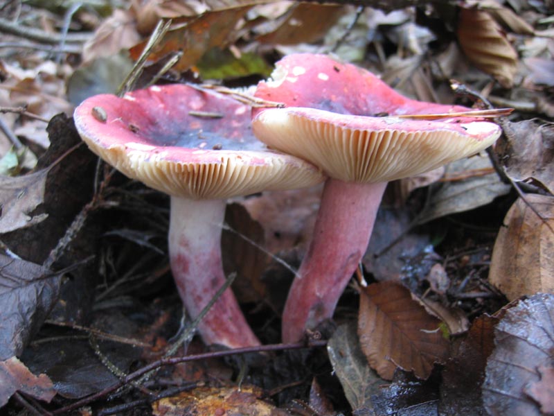 MicoQuiz Funghi Dicembrini (Parte terza)