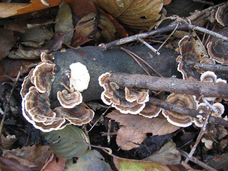 MicoQuiz Funghi Dicembrini (Parte terza)