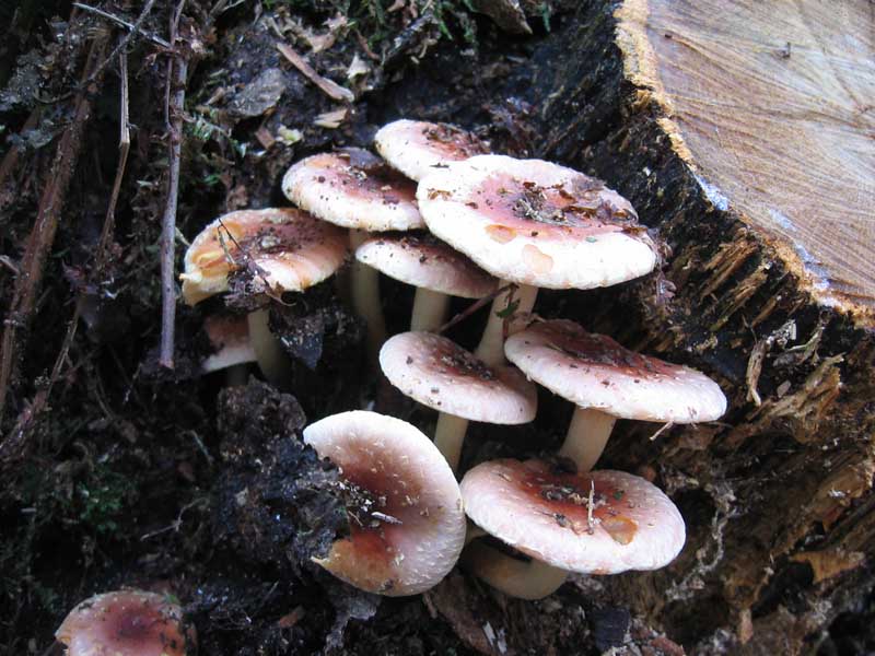 MicoQuiz Funghi Dicembrini (Parte terza)