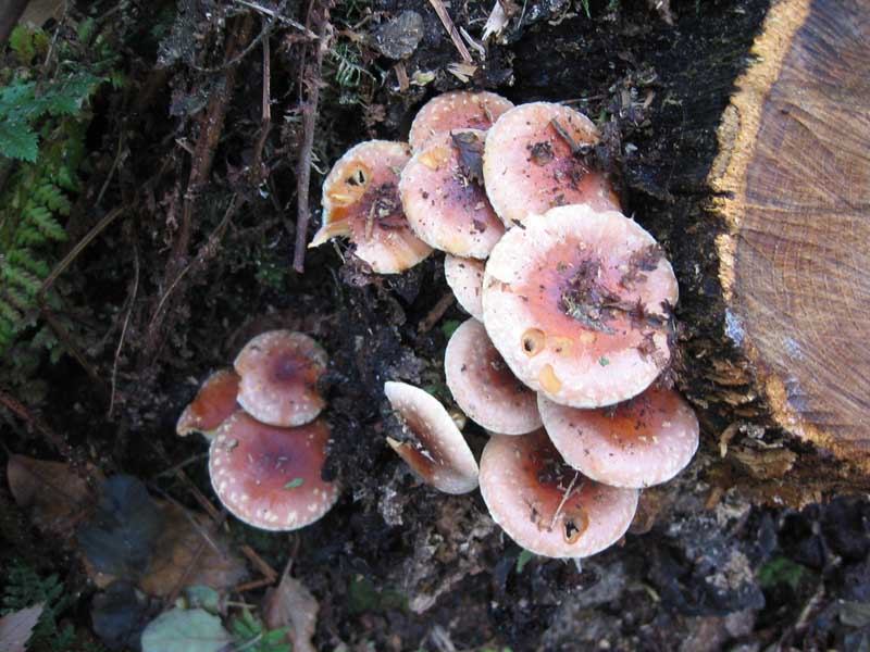MicoQuiz Funghi Dicembrini (Parte terza)