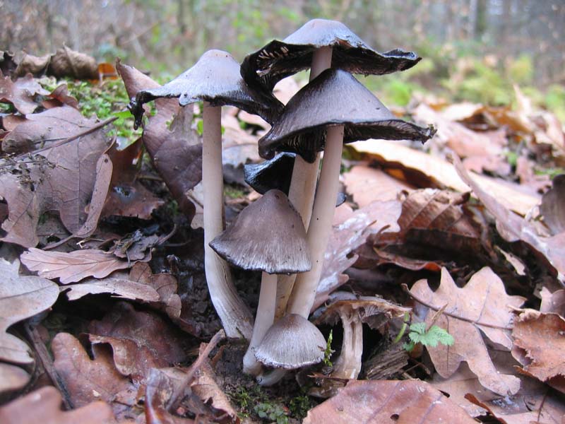 MicoQuiz Funghi Dicembrini (Parte terza)