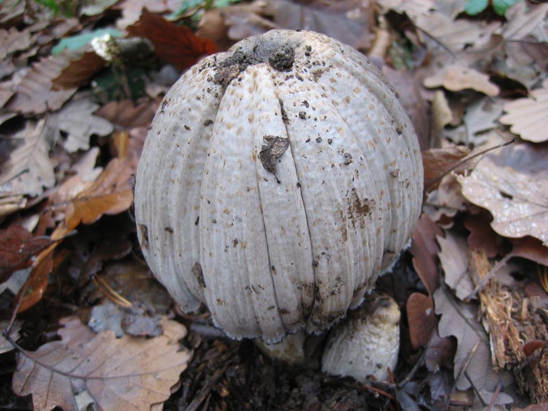 MicoQuiz Funghi Dicembrini (Parte terza)