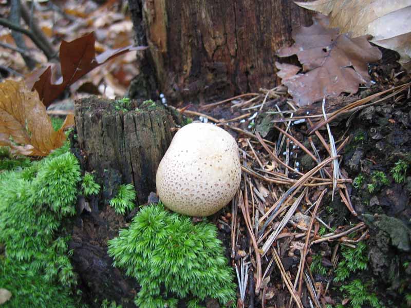 MicoQuiz Funghi Dicembrini (Parte terza)