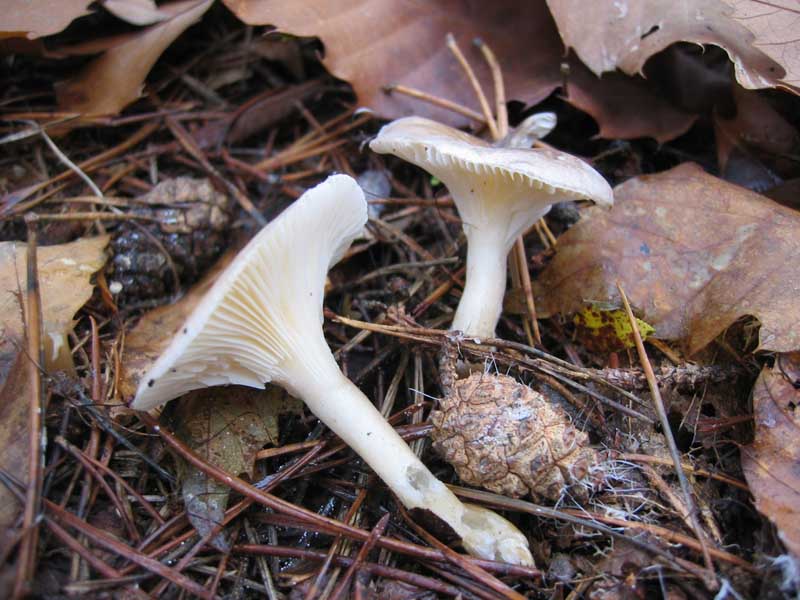 MicoQuiz Funghi Dicembrini (Parte terza)