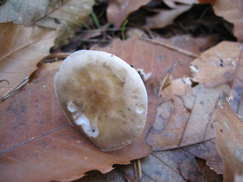 MicoQuiz Funghi Dicembrini (Parte terza)