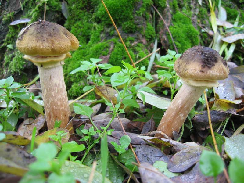 MicoQuiz Funghi Dicembrini (Parte prima)