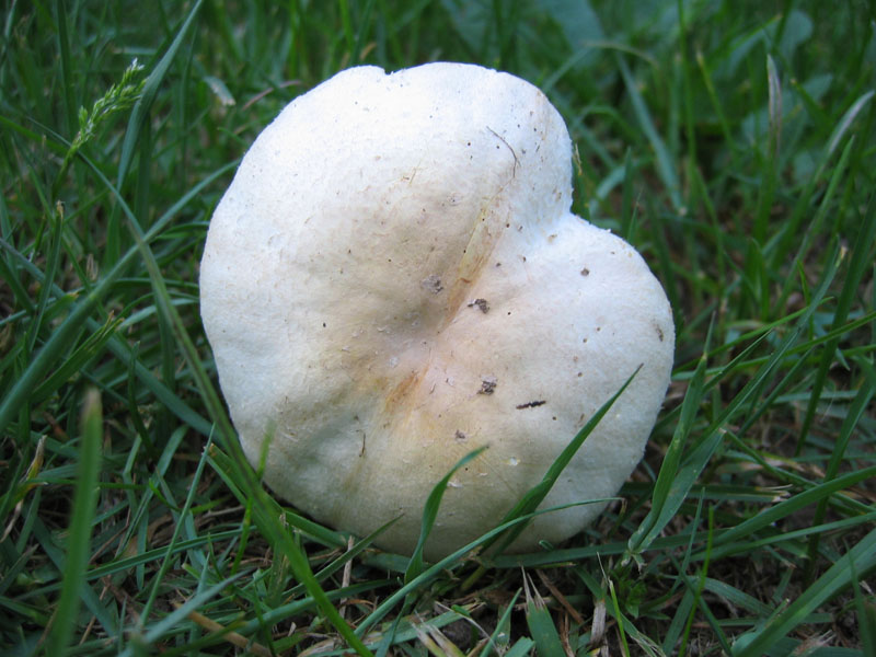 Agaricus osecanus