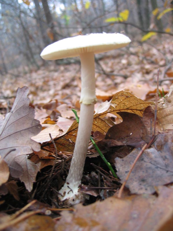 MicoQuiz Funghi Dicembrini (Parte terza)