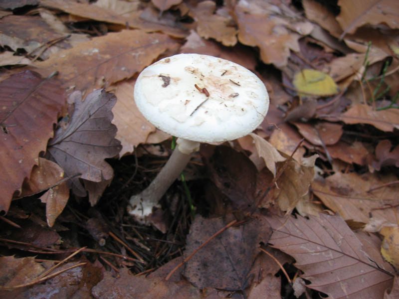 MicoQuiz Funghi Dicembrini (Parte terza)