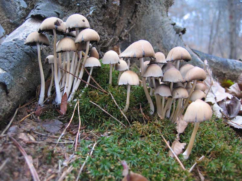 MicoQuiz Funghi Dicembrini (Parte quarta)