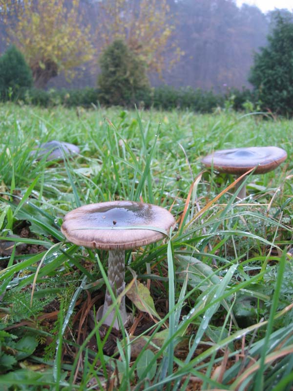 Volvaria da confermare