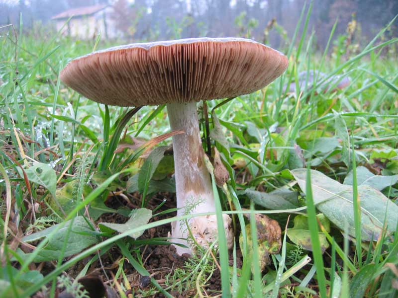 Volvaria da confermare