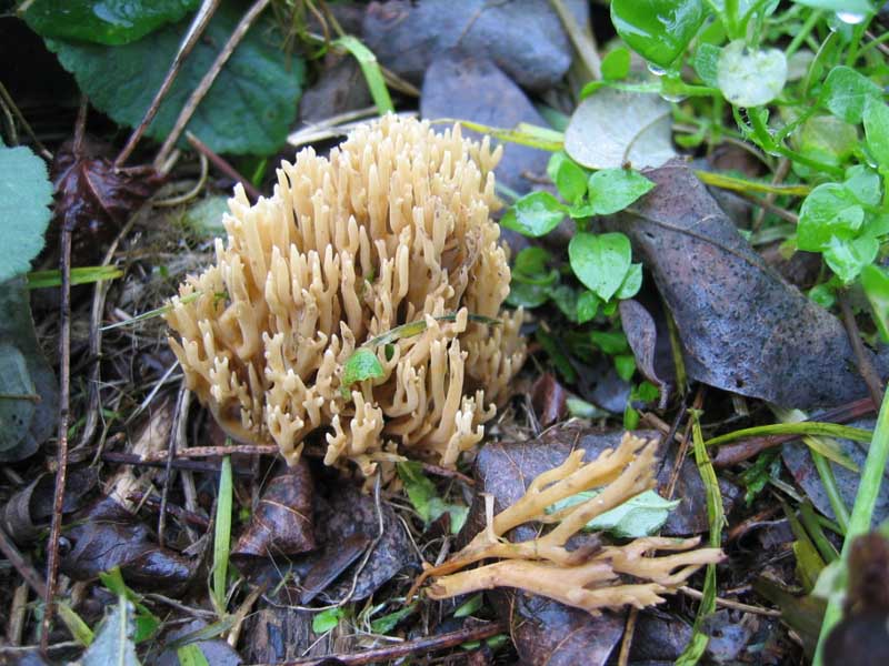 MicoQuiz Funghi Dicembrini (Parte quarta)