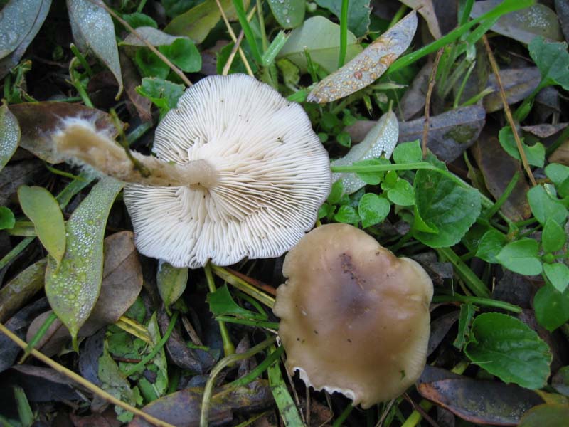 MicoQuiz Funghi Dicembrini (Parte quarta)