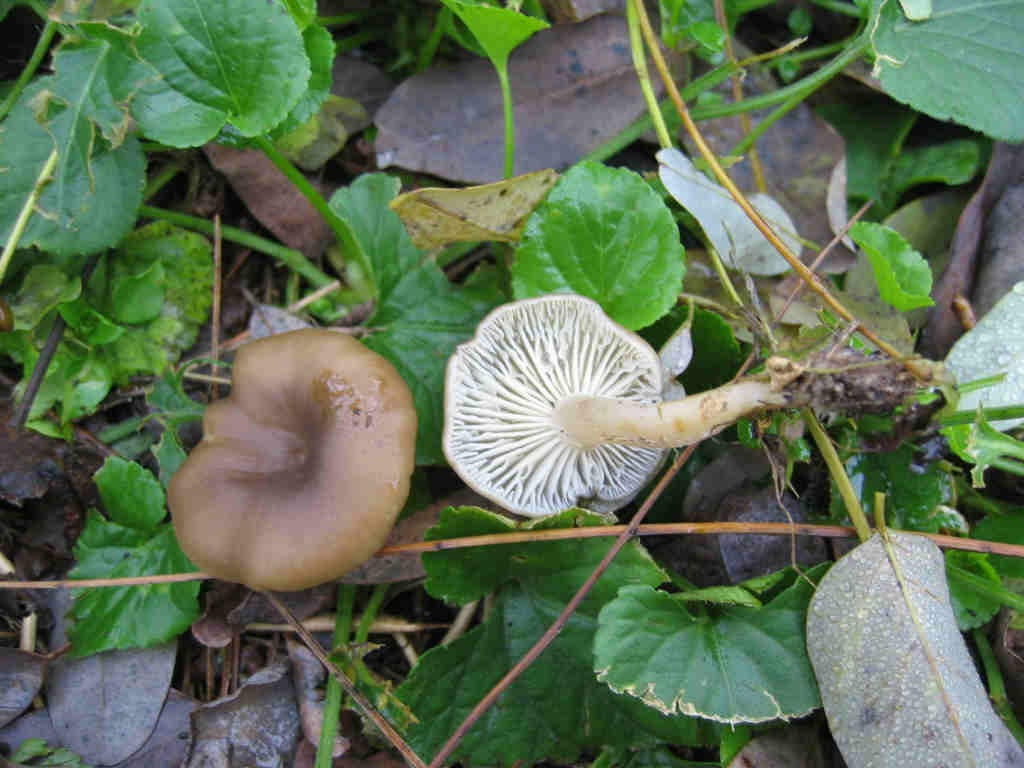 MicoQuiz Funghi Dicembrini (Parte quarta)
