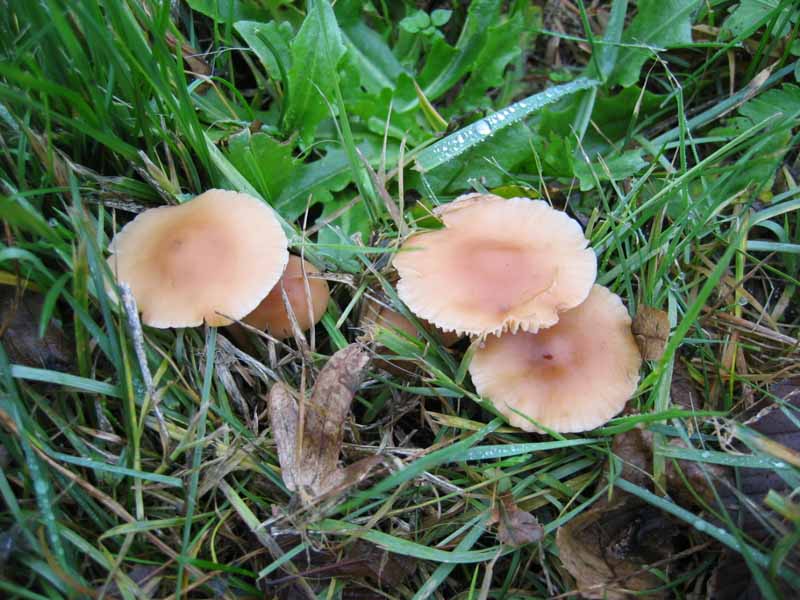 MicoQuiz Funghi Dicembrini (Parte quarta)