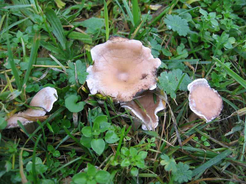 MicoQuiz Funghi Dicembrini (Parte quarta)