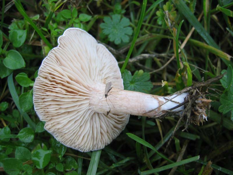 MicoQuiz Funghi Dicembrini (Parte quarta)