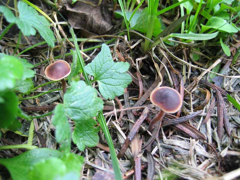 MicoQuiz Funghi Dicembrini (Parte quarta)