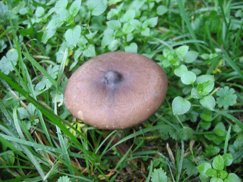 MicoQuiz Funghi Dicembrini (Parte quarta)
