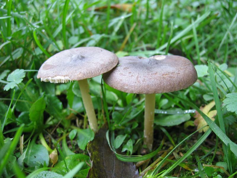 MicoQuiz Funghi Dicembrini (Parte quarta)