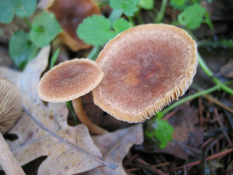MicoQuiz Funghi Dicembrini (Parte quarta)