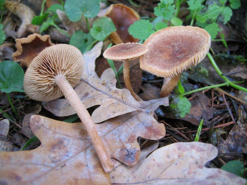 MicoQuiz Funghi Dicembrini (Parte quarta)