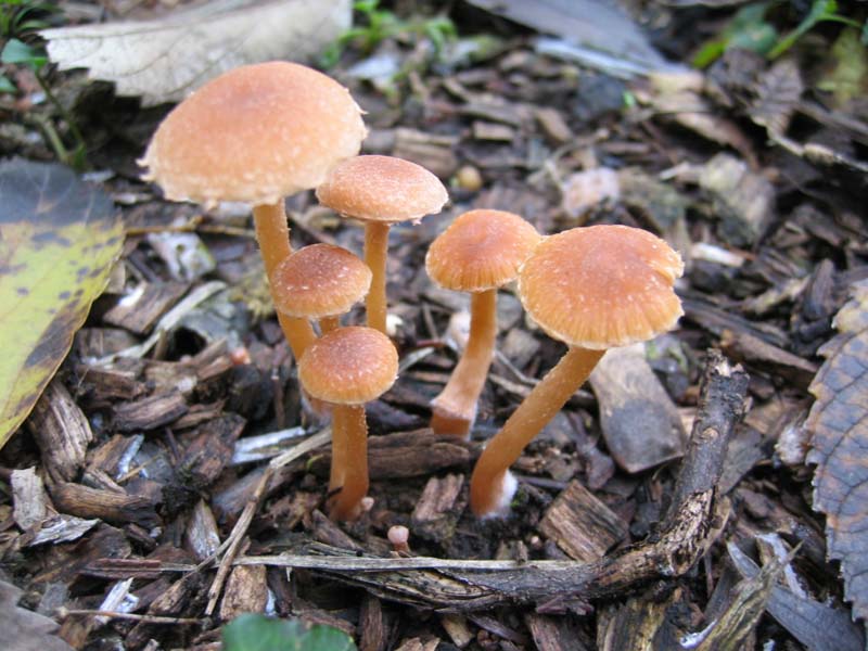 MicoQuiz Funghi Dicembrini (Parte quarta)