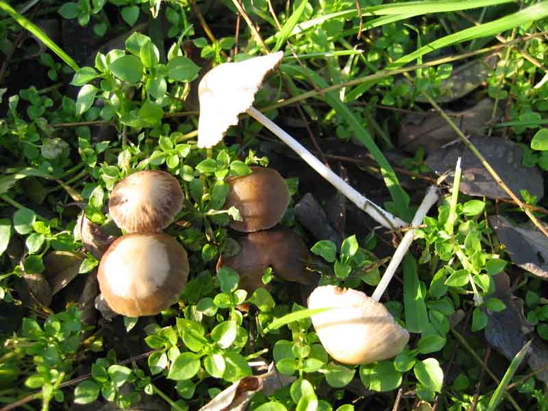 MicoQuiz Funghi Dicembrini (Parte prima)