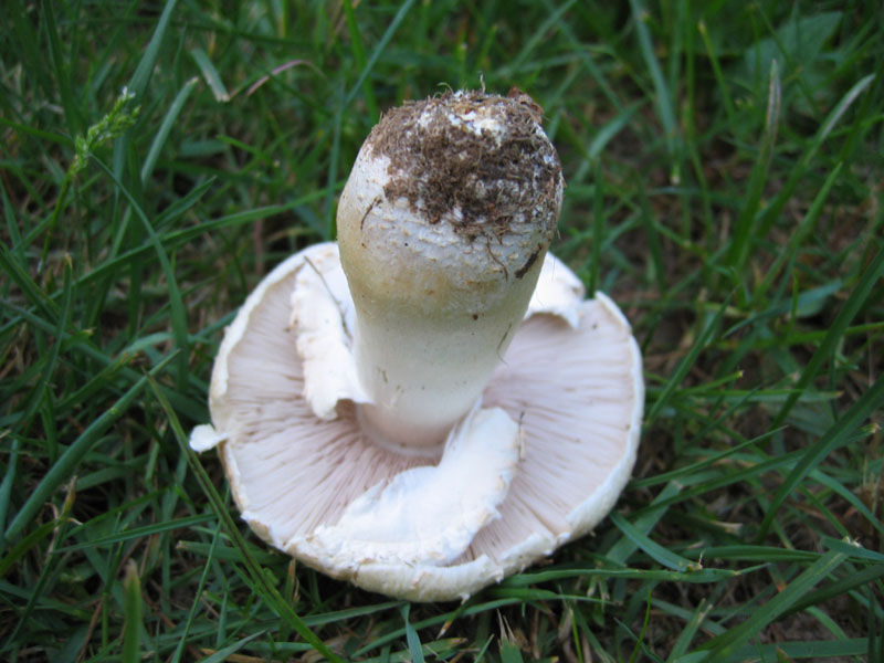 Agaricus osecanus
