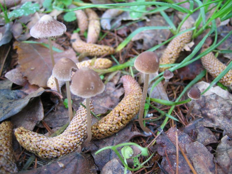 MicoQuiz Funghi Dicembrini (Parte quarta)