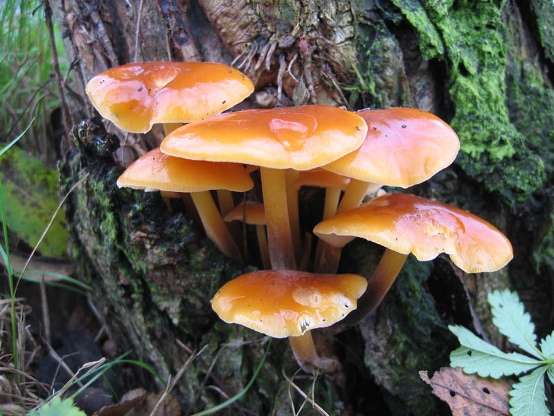 MicoQuiz Funghi Dicembrini (Parte quinta)