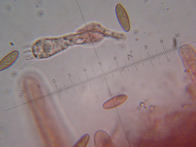 MicoQuiz Funghi Dicembrini (Parte prima)
