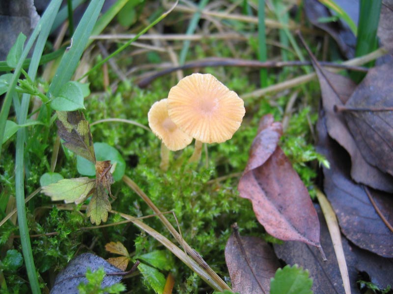 MicoQuiz Funghi Dicembrini (Parte quinta)