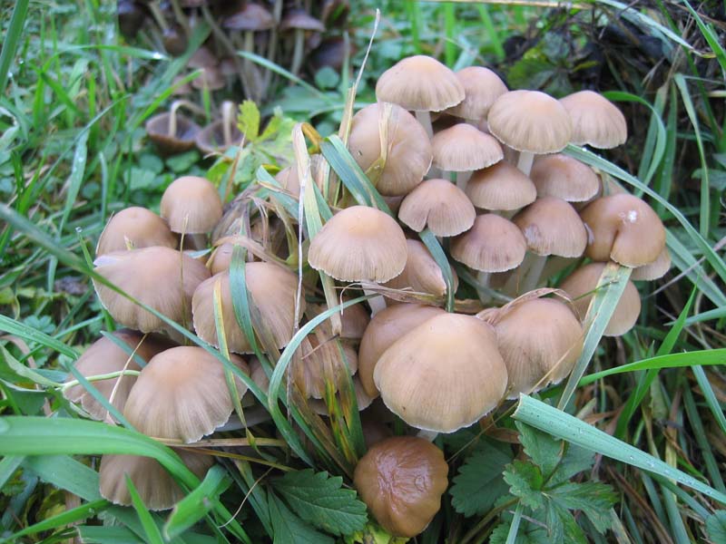 MicoQuiz Funghi Dicembrini (Parte quinta)