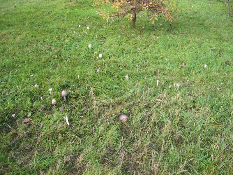 MicoQuiz Funghi Dicembrini (Parte quinta)