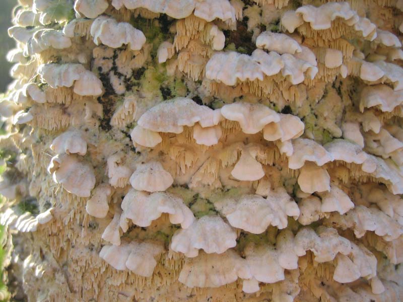 MicoQuiz Funghi Dicembrini (Parte prima)