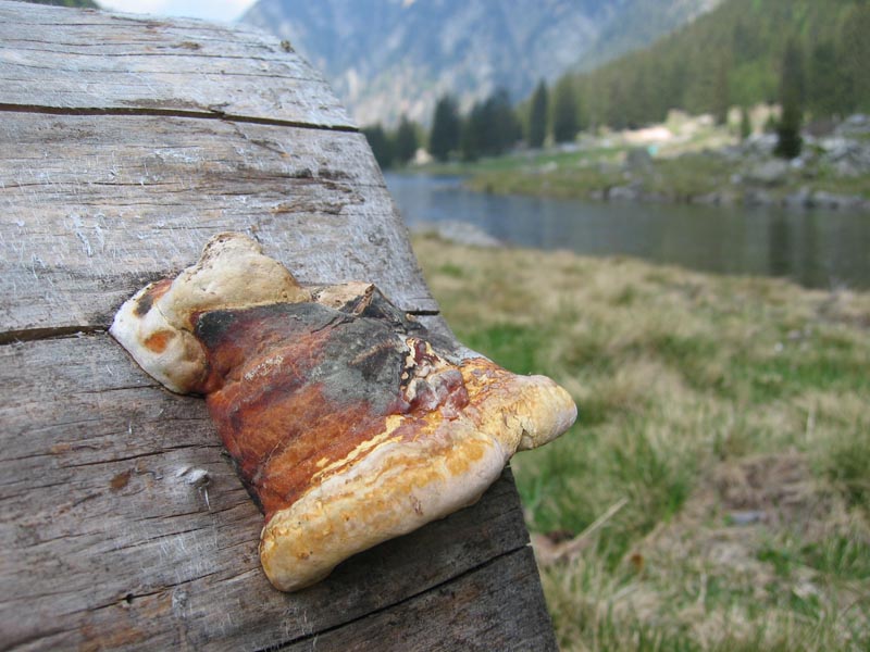 Val Cama - Canton Ticino (Svizzera)