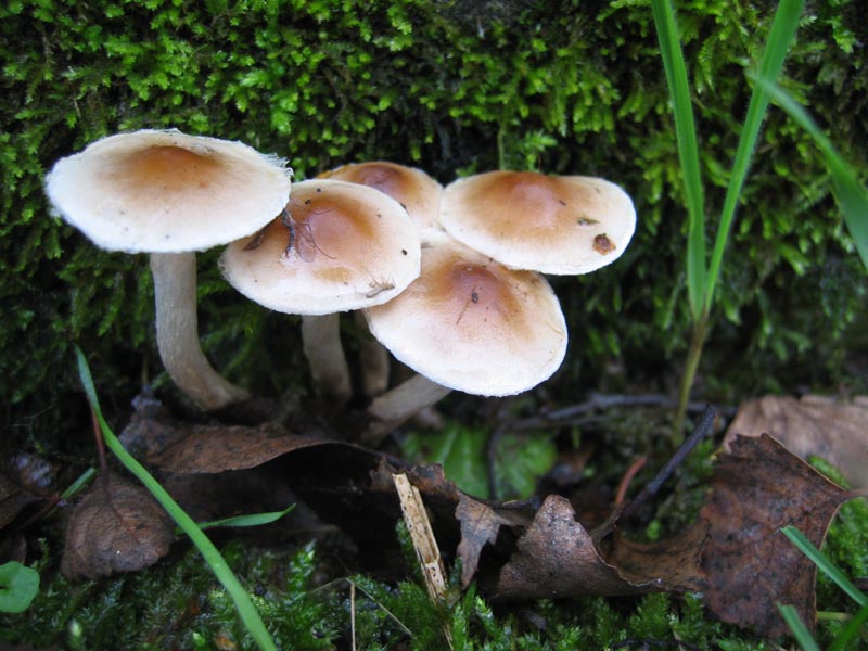 MicoQuiz Funghi Dicembrini (Parte quinta)