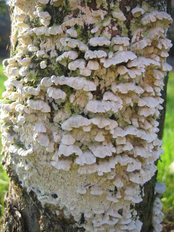 MicoQuiz Funghi Dicembrini (Parte prima)