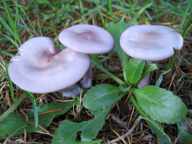 MicoQuiz Funghi Dicembrini (Parte prima)