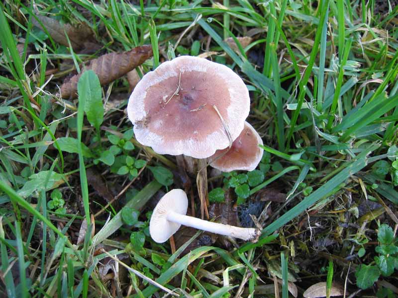 MicoQuiz Funghi Dicembrini (Parte prima)