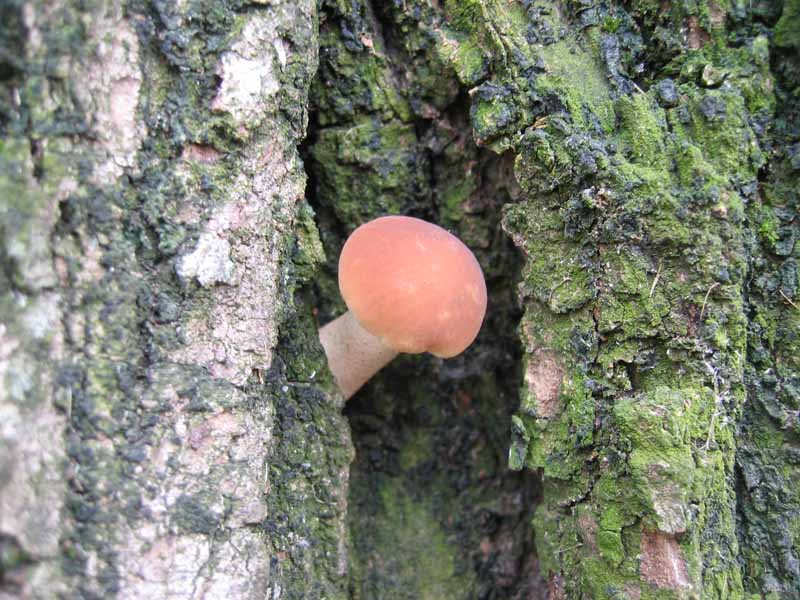 MicoQuiz Funghi Dicembrini (Parte prima)