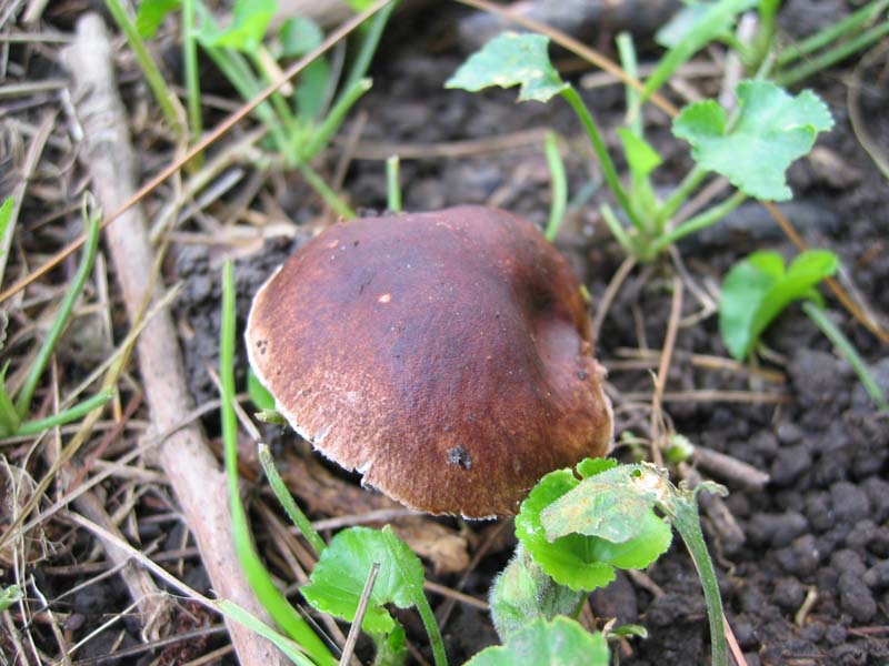 Da identificare