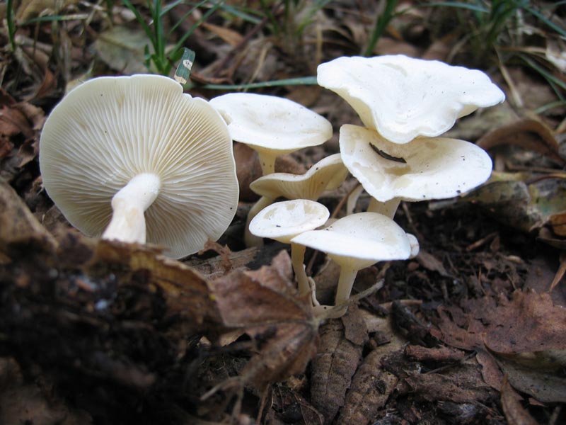 Cerchio delle streghe da identificare
