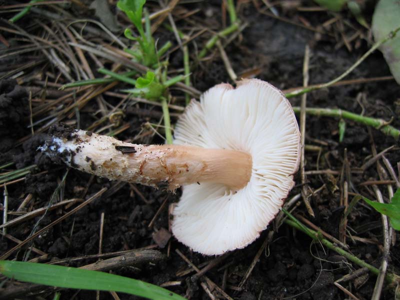 Da identificare