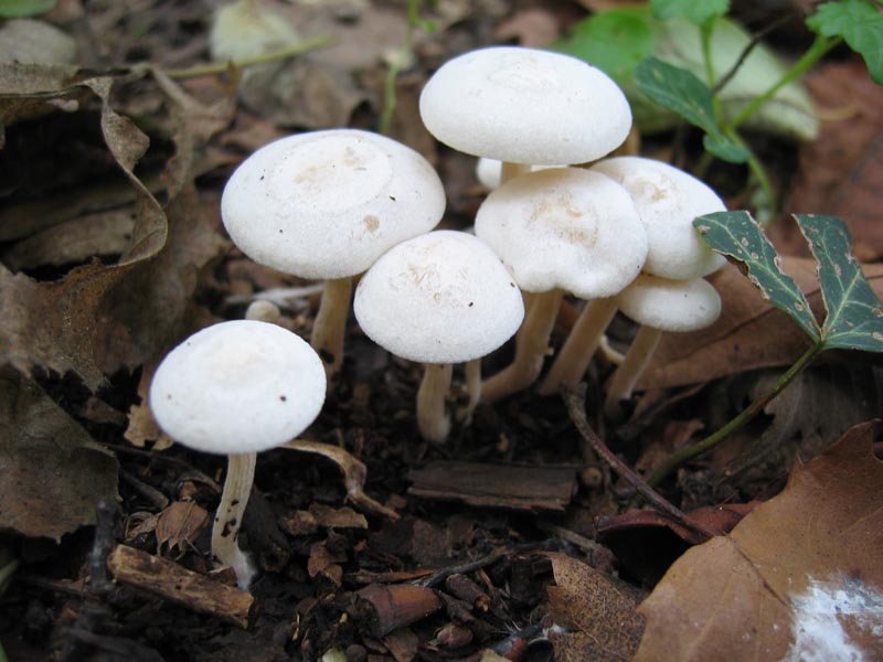 Cerchio delle streghe da identificare
