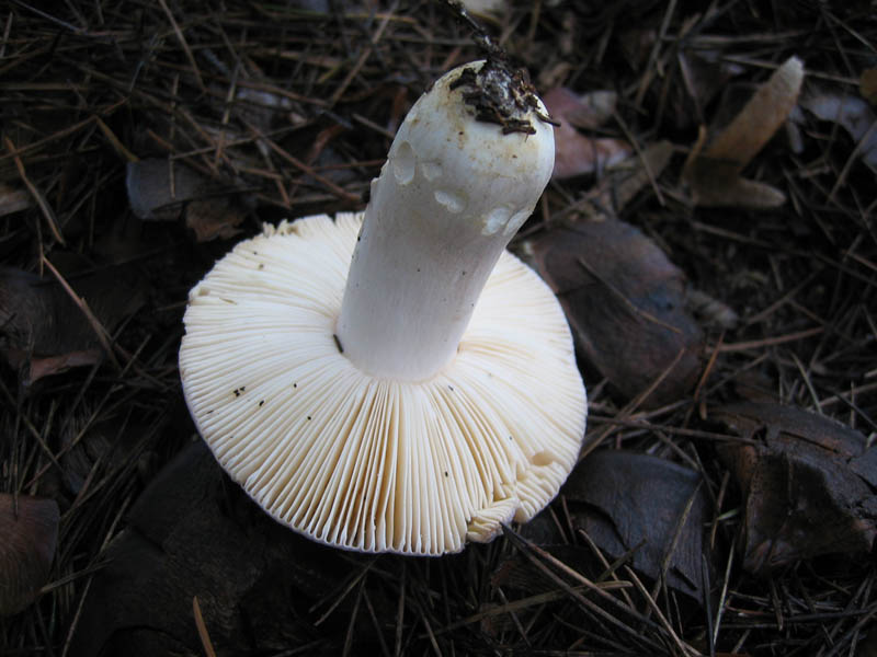 Russula da determinare