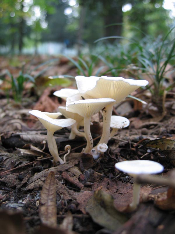 Cerchio delle streghe da identificare